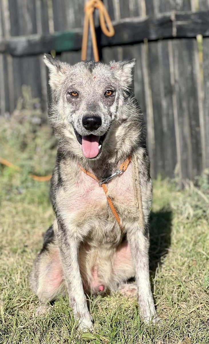 Some people say I am not "pretty" and lots of people would throw rocks and sticks at me just because I have no fur. I think I am pretty handsome - dont you? Aron is now safe with SDS after being rescued off the streets of #macedonia #dogsoftwitter #rescuedog #safe