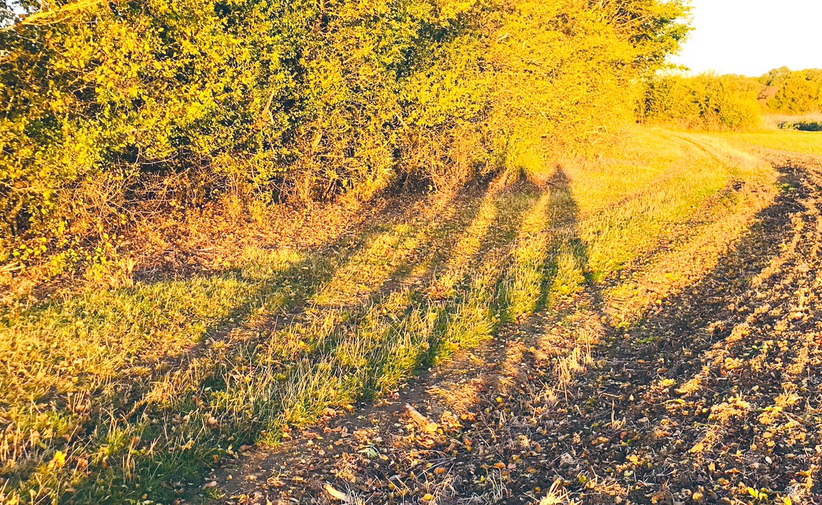 mackenzieclair2's tweet photo. Autumnal 🍁 light is magical 🪄 #giacometti https://t.co/da8b0YDHO6