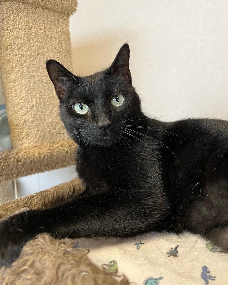 SAFE Team Rescue tweet media