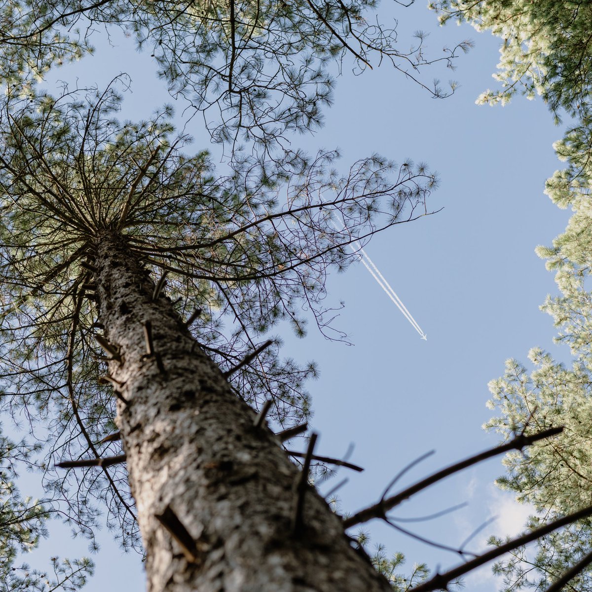 davidruston's tweet image. Somewhere in Sherwood Forest, thanks @centerparcsuk! 

Nikon Z6 + Nikkor 50mm 

#forest #woodland #tree #aviation #contrail #holiday #getaway #sherwoodforest #nikon #nikonphotography #photography
