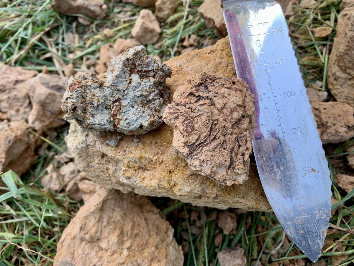 M.C. Ricker 🐲 (@muckdragon) on Twitter photo We’re here, judging soils in South Carolina. <a href="/CropAndSoil/">NC State Crop & Soil Sciences</a> <a href="/murphyc1928/">Curtis Murphy</a> @Dellin10Marissa <a href="/CheersJacob/">Jacob Cheers</a> We’re here, judging soils in South Carolina. <a href="/CropAndSoil/">NC State Crop & Soil Sciences</a> <a href="/murphyc1928/">Curtis Murphy</a> @Dellin10Marissa <a href="/CheersJacob/">Jacob Cheers</a>