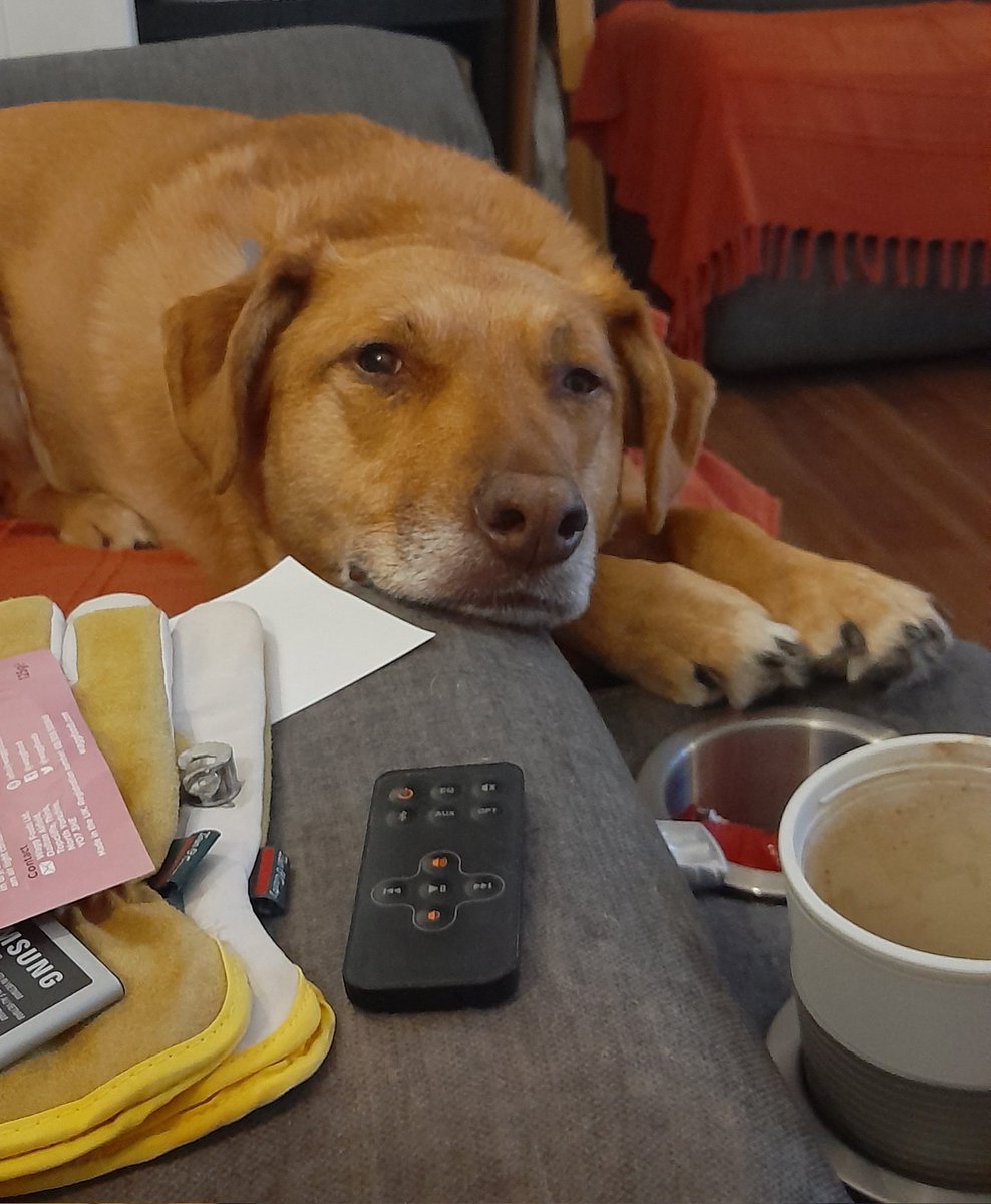 OutInAllWeather's tweet photo. #UltimateBattleOfWillpower
Bonnie has a #Dentastick at 7.30pm & has been staring at me like this since 6.45pm. Can I hold out until then!!!
#dogsoftwitter #rescue #RescueDogs https://t.co/P5fJT2721o