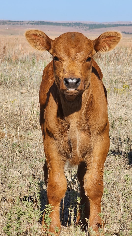 DavidHafnerx6's tweet photo. The face I make when I'm told I'm a #hobbyfarmer because I only have 6 acres. What kind of sick person would do this as a hobby? I'm a proud #SmallholderFarmer with my own #farmchallenges. I have enough problems, I don't need it from within the #agcommunity
📸@RedHillsRancher https://t.co/NPZp8Pt08C