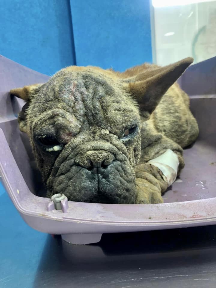 Koko is now safe with us after being rescued from the streets of Macedonia. While he looks a little sad now, in time with love &amp; care he will be a happy little boy. #frenchbulldog #frenchbulldogs 
<a href="/welovecuddly/">CUDDLY</a>  #macedonia #dogs