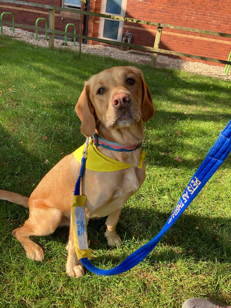 kmcgilchk's tweet photo. Maisey and Eric will be visiting several wards @RoyalDevonNHS tomorrow (Tuesday 18) afternoon. We will be accompanying @erika_favero but please comment below if you’d like us to call in @PetsAsTherapyUK @jan_dwan https://t.co/XIYdaornWF