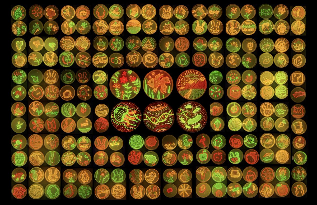 elsa_fristot's tweet photo. Encore une belle @FeteScience  à l'@umontpellier ! Plus d'une centaine de peintures bactériennes réalisées par les enfants avec nos bactéries fluorescentes 🦠🖌️
@Inserm #agarart #gfp #sciart #microbes #bacterialpaint #FetedelaScience #bacteria @FEMSmicro https://t.co/CouEQ3gVDU