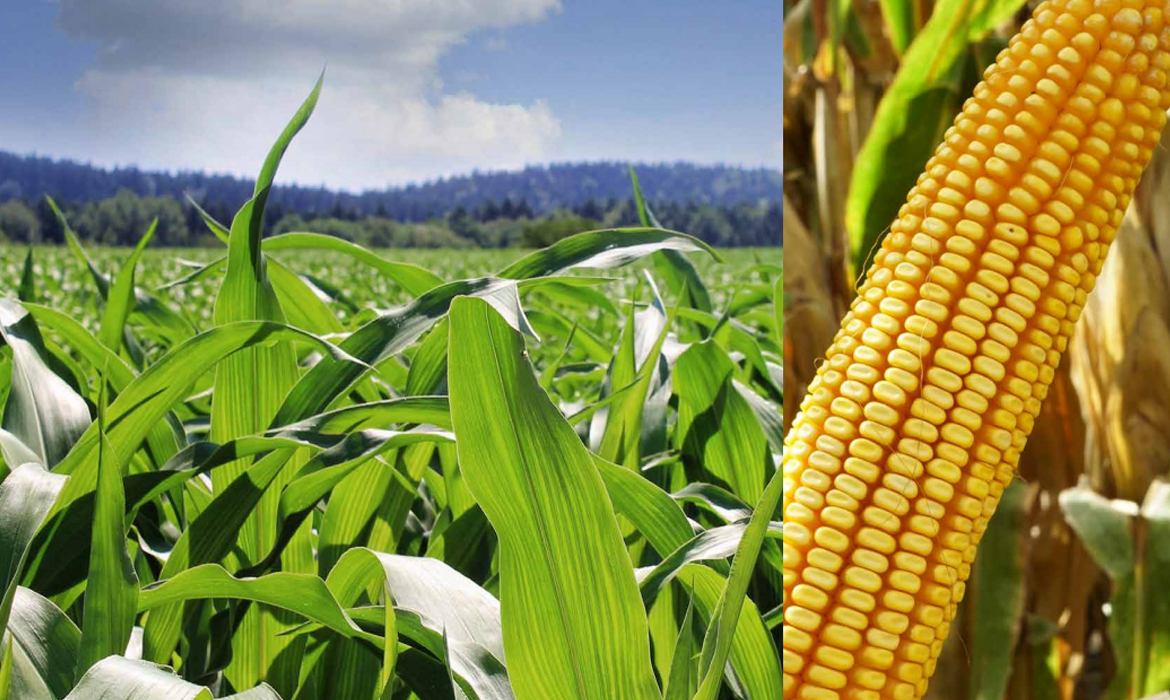 SemillasFito's tweet photo. 🧐 #DYK the benefits of #BtCorn?
🌽 It is a #corn that has been genetically modified to protect against #pest insects known as #borers, thanks to a protein from a naturally occurring soil bacterium called Bacillus thuringiensis (Bt).
➡ https://t.co/PcImraZqsN https://t.co/L6ZPnJdlwv