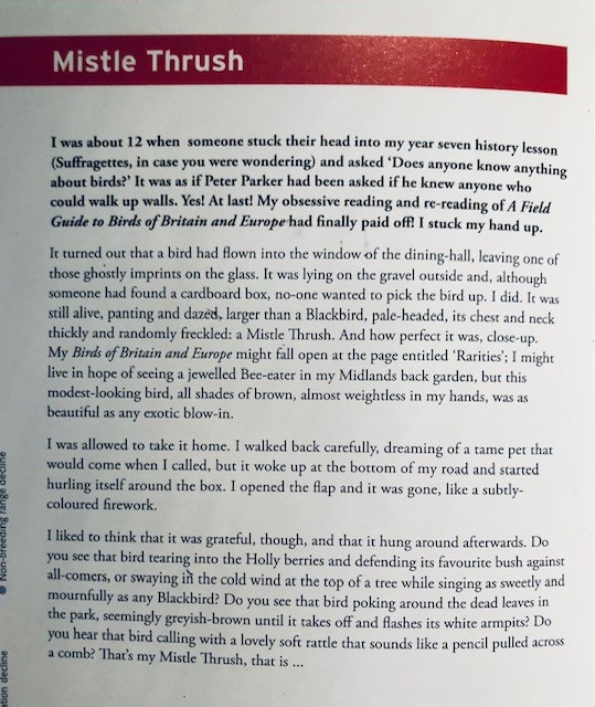 Thread: I wrote a little piece about the mistle thrush for 'Into the Red', a stunning book combining prose and beautiful images (the exquisite thrush is by @huetone) in order to raise money to protect British birds on the red list - and there are so many birds on that list😢....