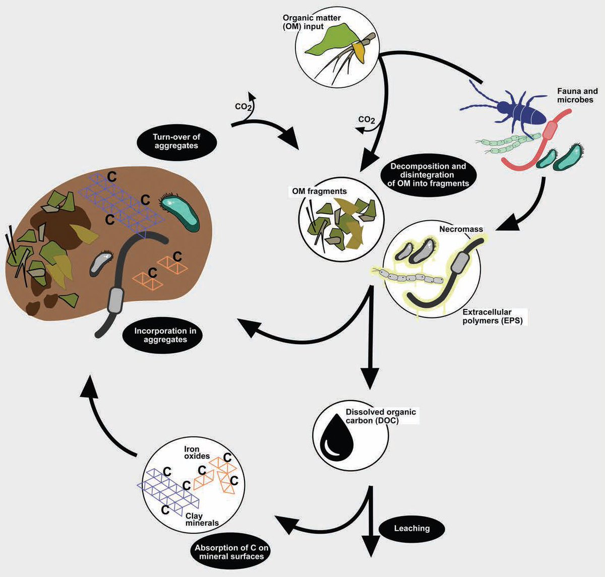 New book chapter out: Mechanisms of soil organic carbon sequestration and implications
for management, led by Ingrid Kögel-Knabner <a href="/tumsoil/">@TUMsoil</a>, freely available!
bdspublishing.com/open-access/