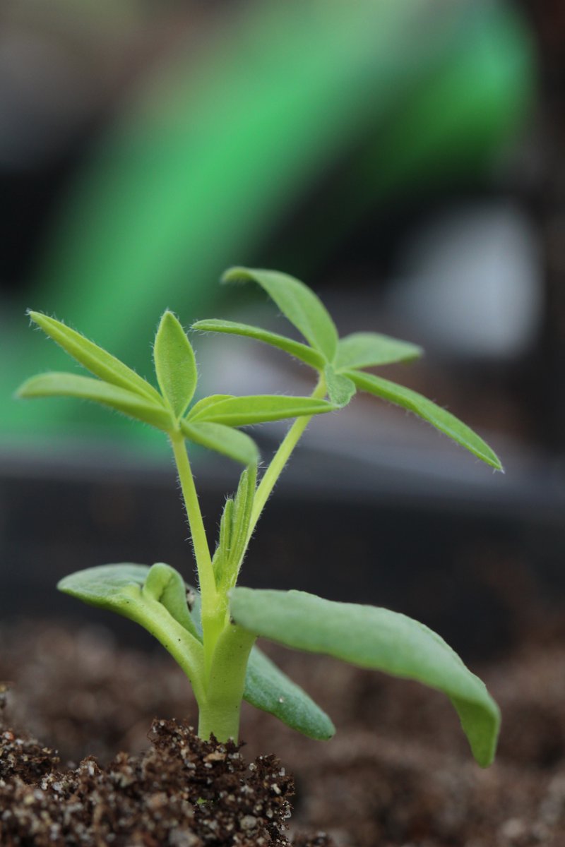 margarijta's tweet photo. They keep GROWING !!! 💪💪💪Lupinus mutabilis 🌱❤️🌱❤️ https://t.co/3xGd490uvP