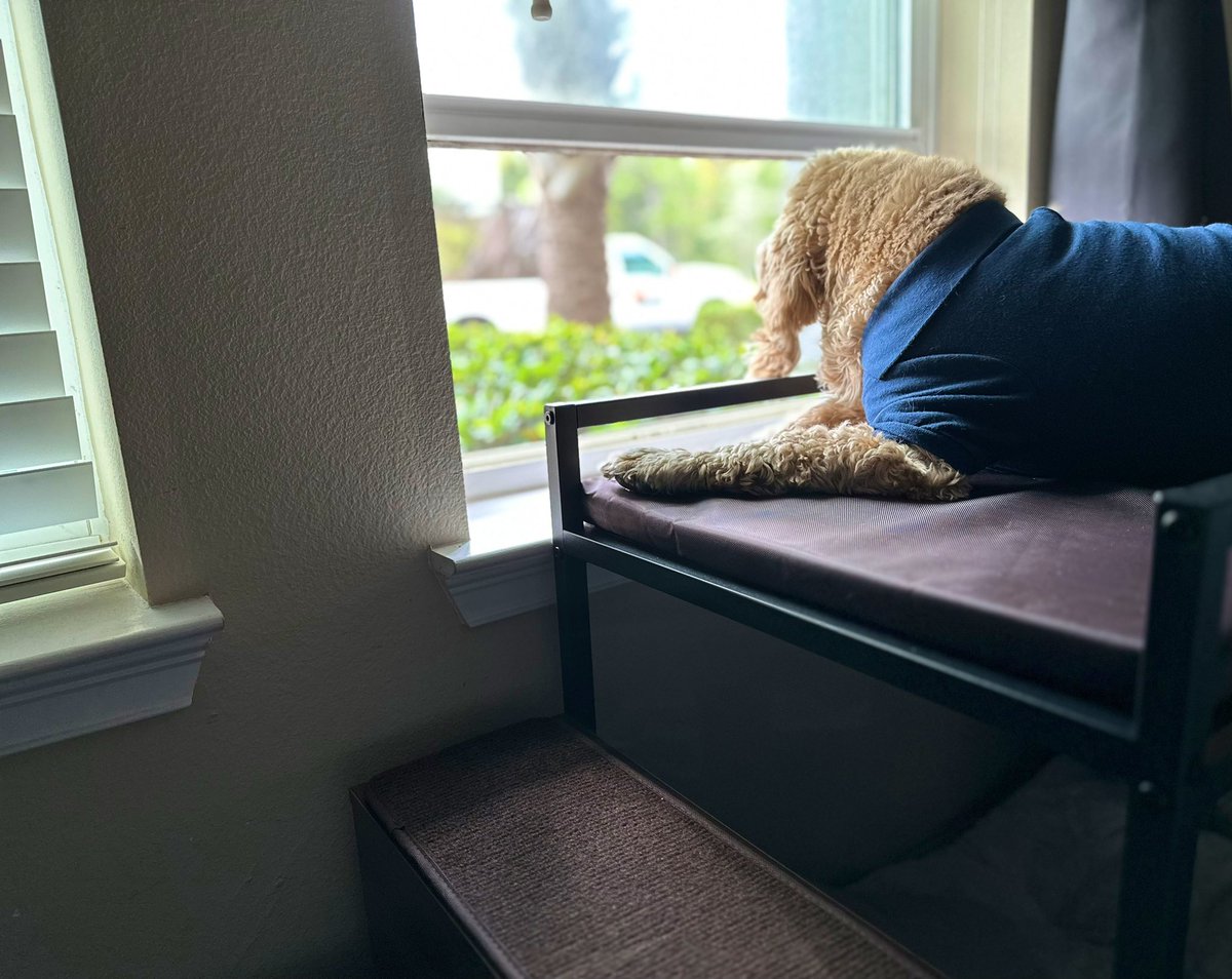 Brucer_Z's tweet photo. Mom and Dad bought me a bunk bed. So  much space! For activities! 🐾 https://t.co/2ojPo03vj8