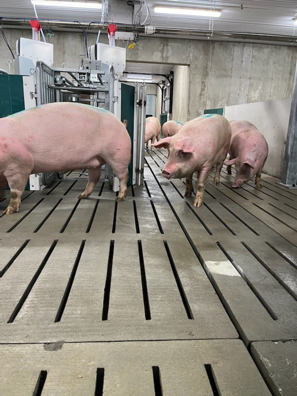 TJ Klopp tweet media