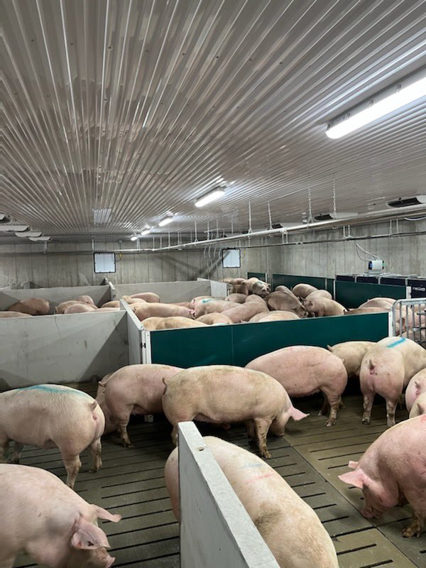 TJ Klopp tweet media