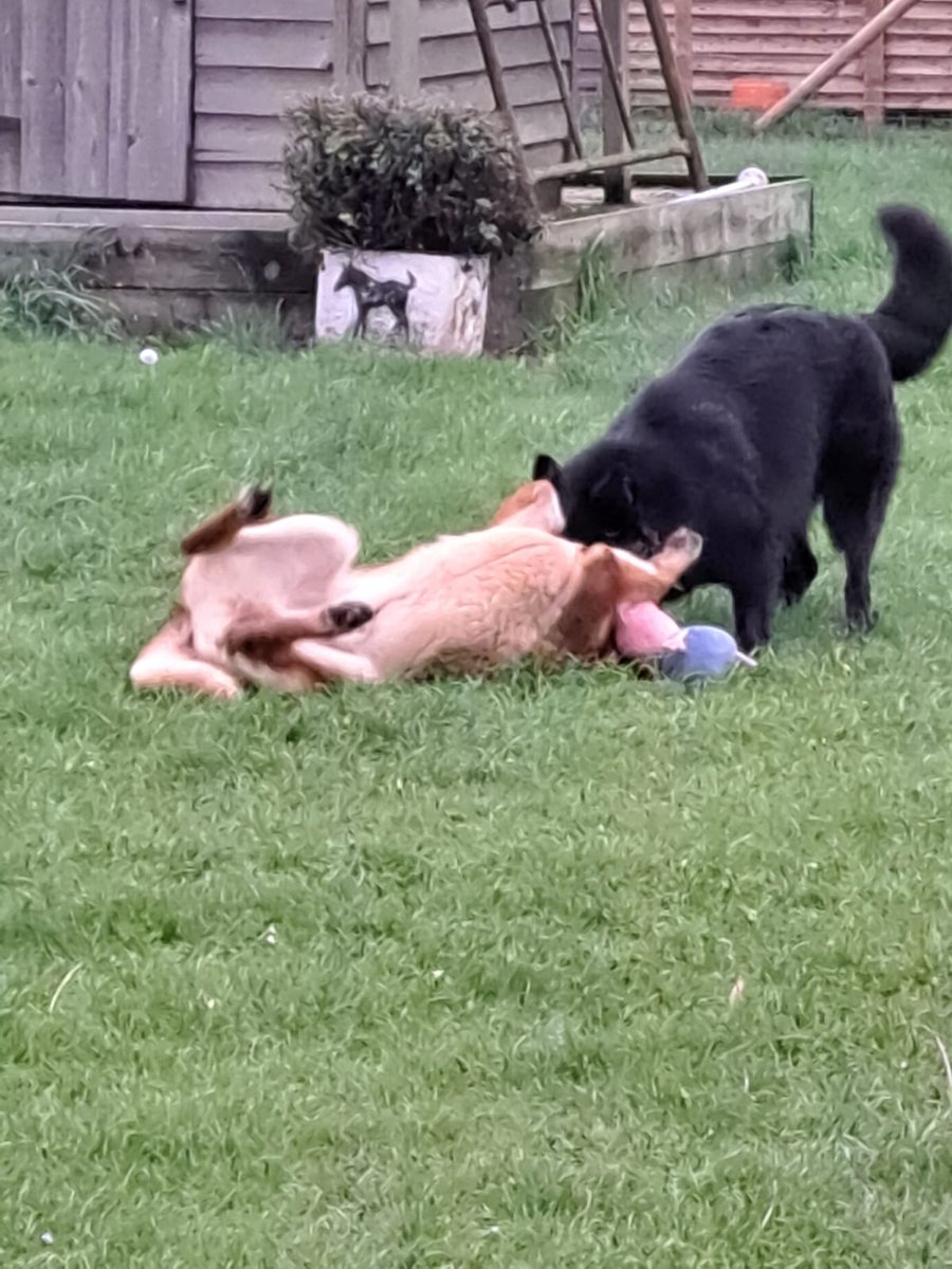 DiaryDickie's tweet photo. Hello everypawdy. Dickie Hill here. It's been a very stressful time for me recently. You can read why in my latest diary.

https://t.co/jAmu3V32Hw https://t.co/XzckfMdpeQ