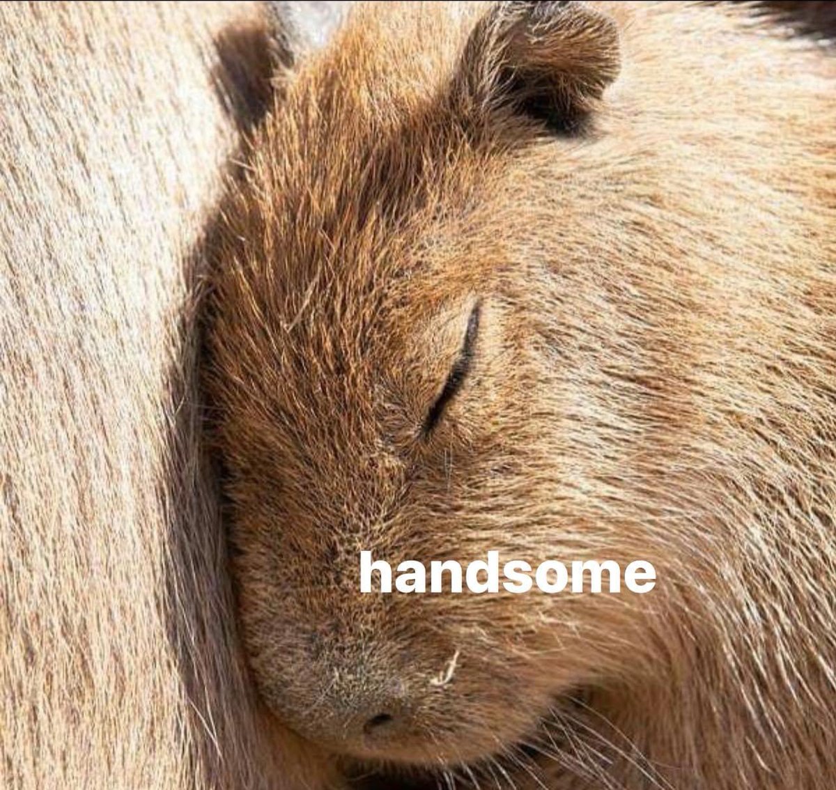 CAPYBARA_MAN tweet picture