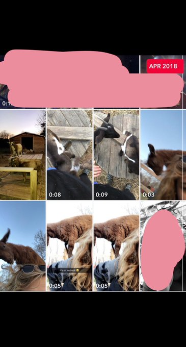 I&rsquo;ve had goats since 2016😂 not so original now lol. https://t.co/L7oxJTBhsc