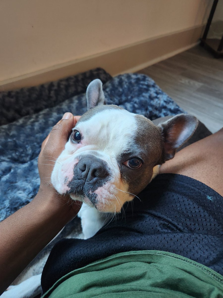 Jay_Whit89's tweet photo. There are so many things I said I wouldn't let my dog do when I got him, but 90% of those things happen consistently, but I can't deny this face. https://t.co/5VjDBfEd7t
