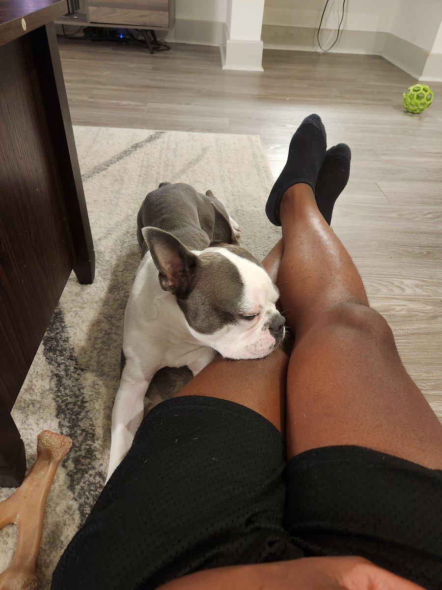 Jay_Whit89's tweet photo. There are so many things I said I wouldn't let my dog do when I got him, but 90% of those things happen consistently, but I can't deny this face. https://t.co/5VjDBfEd7t
