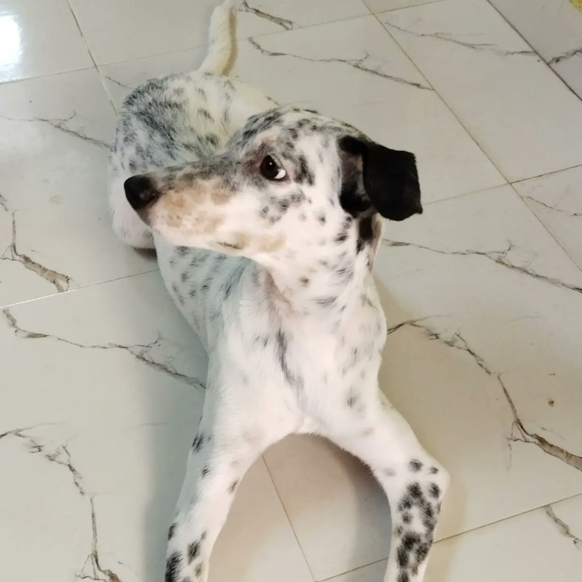 Mohanaferrai's tweet photo. https://t.co/7hSFih7Hvw