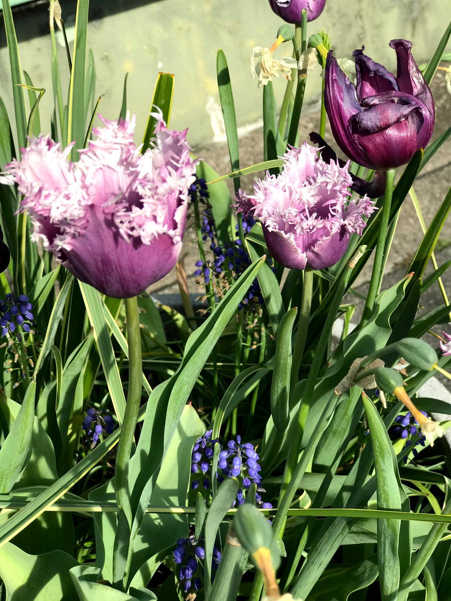 @gfreetraveler @fionamusiclakes @4passports @LiveaMemory @TimeTraveler911 @DanaHFreeman @FunInFairfax @loek_zoon @Cmptr_Engr_Fsk @AngelaMDiLoreto @QwazeeTravel @travelabel @1000Fights Yes, these dark purple beauties are #tulips. 

Lack of scent is more than adequately compensated by the fantastic shapes, sizes and colors. 
#Too4Theme #Top4Blooms 
1,2, 3 my yard in #NorthCarolina #USA
4. @BrooklynBotanic