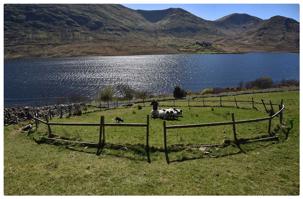 It was great to get nominated as a finalist in the Best Photograph category in the <a href="/local_ireland/">Local Ireland</a> newspaper awards. Congrats to <a href="/jkphoto68/">John Kelly</a> on winning the title,well deserved. Pictured is Joe Joyce training one of his sheepdog pups near Finny in Connemara. <a href="/TuamHerald/">Tuam Herald</a> @MartyM_RTE