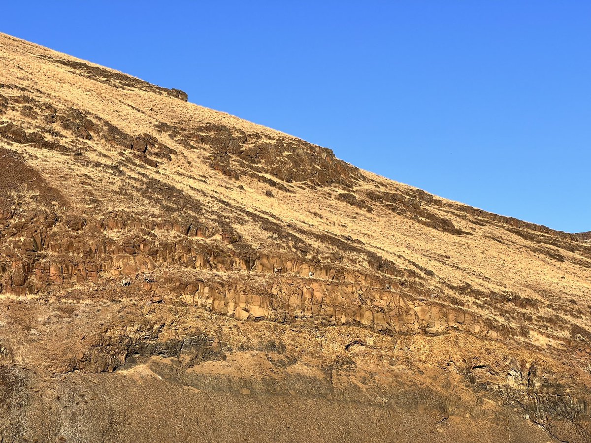 So thrilled to see bighorn sheep (those tiny specks mid-ridge) along the Deschutes River this weekend. Extinct in Oregon by 1912, reintroduced in the 1950s, and holding on today.