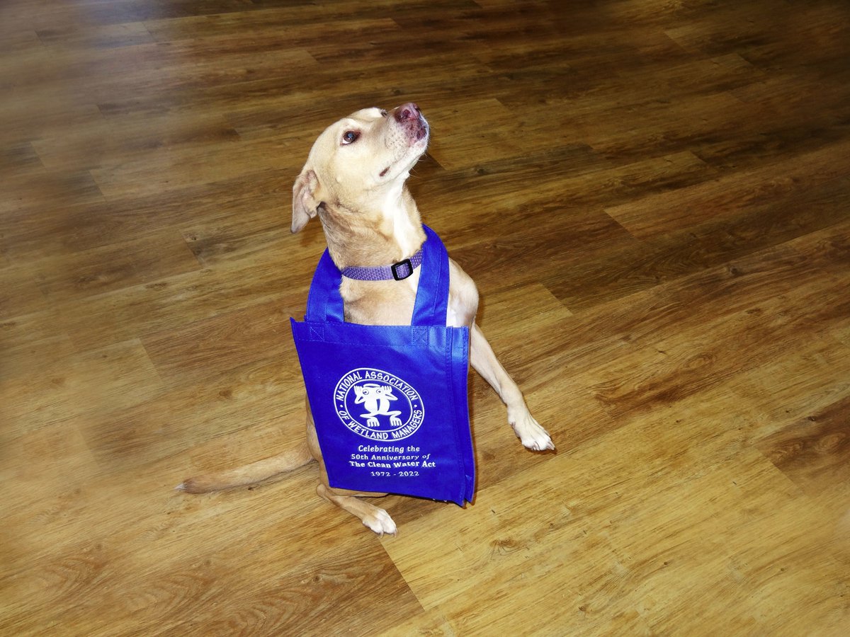 NAWMCommunicate's tweet image. Execu-dog Lucy is always on the move. Whether in the office or exploring the outdoors, she stays mobile with her commemorative #CWA50 tote*.

Join/Renew #NAWM membership in October &amp;amp; receive a free tote. ( 1 per member, as supplies last).
nawm.org/join-nawm 

*Lucy not incl.