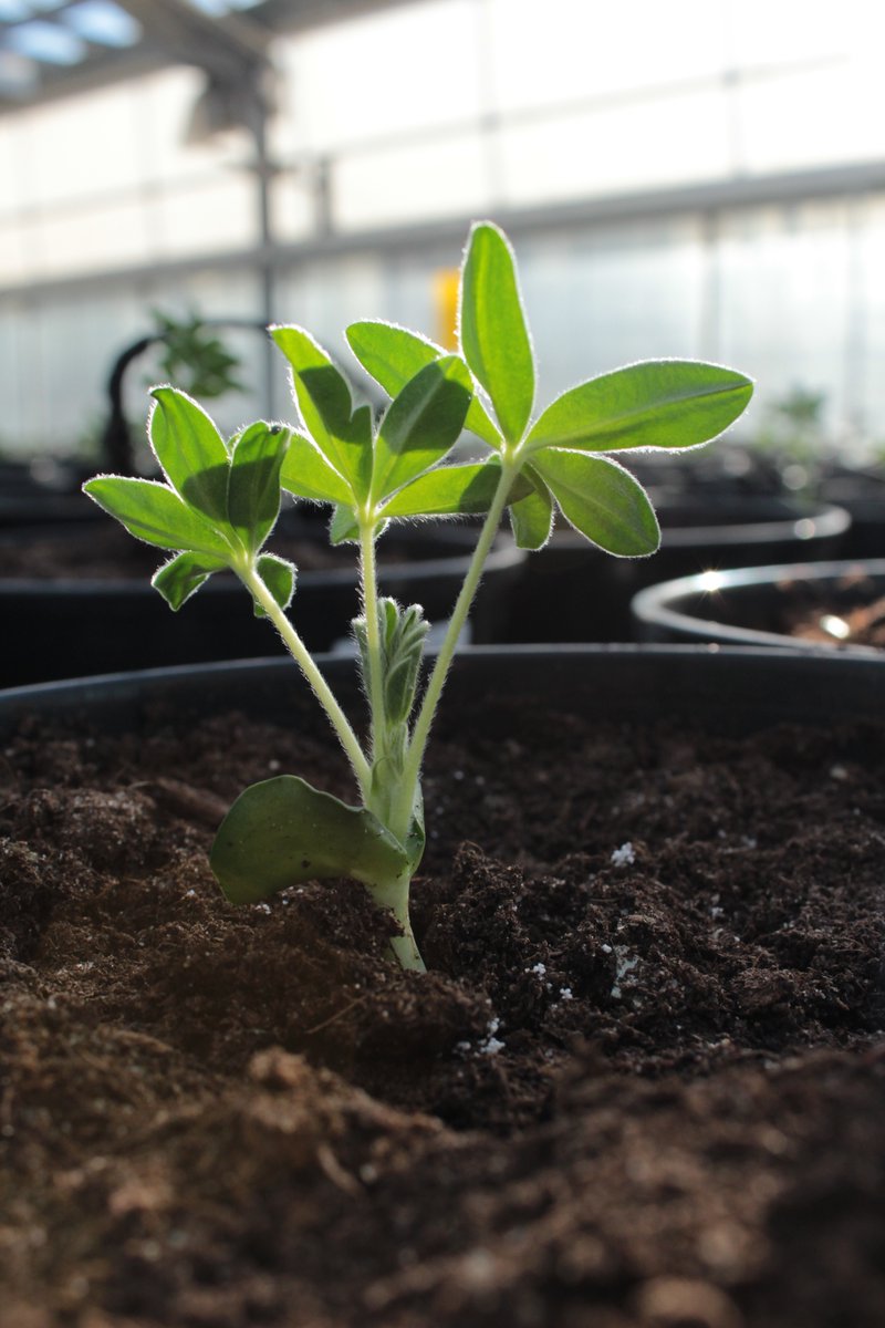 margarijta's tweet photo. ...and Lupinus albus 🌱💪🌱💪🌱💪 https://t.co/a32Ms4Eyv3