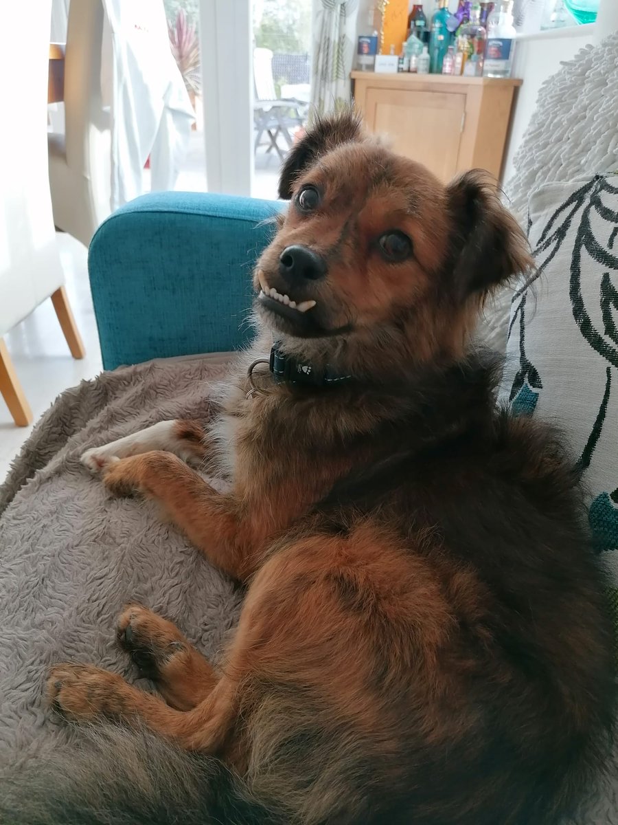 adrianpeck's tweet photo. @RealBobMortimer Hi @RealBobMortimer my wife &amp; very disappointed Ted wasn't on this episode. Inspired by Ted, we've adopted a rescue dog Sir Bobby (named after Sir Bobby Robson). https://t.co/UL7p17QDXc