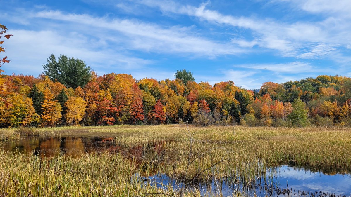 bcb490's tweet image. The colors of fall are simply amazing right now on the west coast. Beautiful on a cloudy or sunny day🍁🍂
