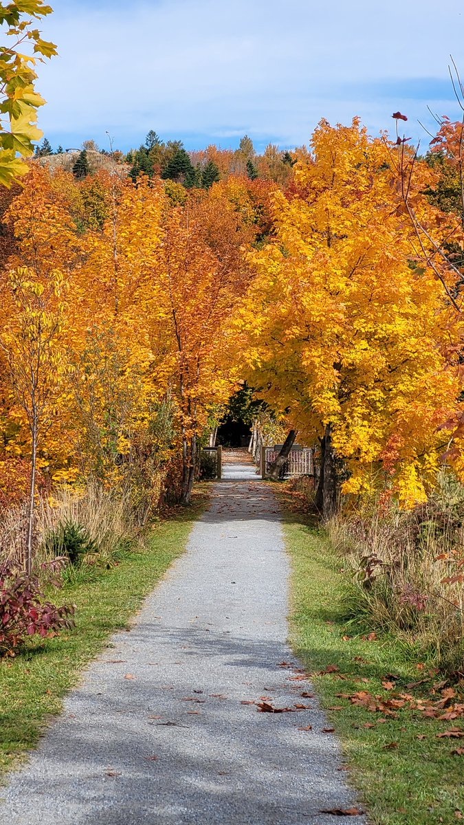 bcb490's tweet image. The colors of fall are simply amazing right now on the west coast. Beautiful on a cloudy or sunny day🍁🍂