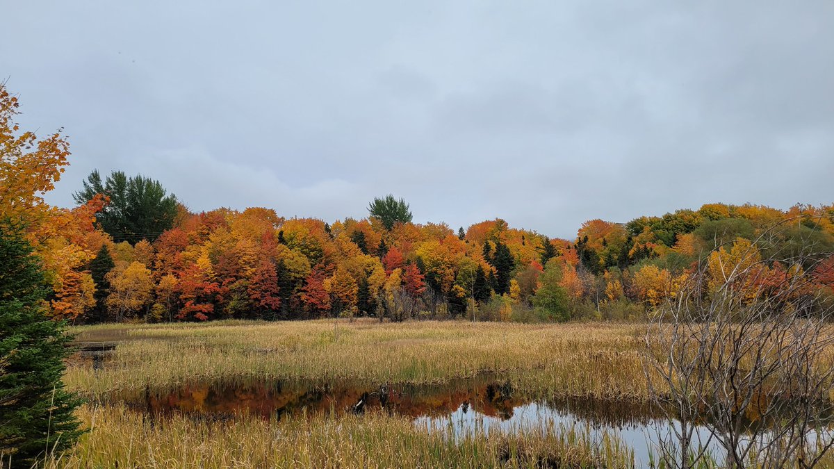 bcb490's tweet image. The colors of fall are simply amazing right now on the west coast. Beautiful on a cloudy or sunny day🍁🍂