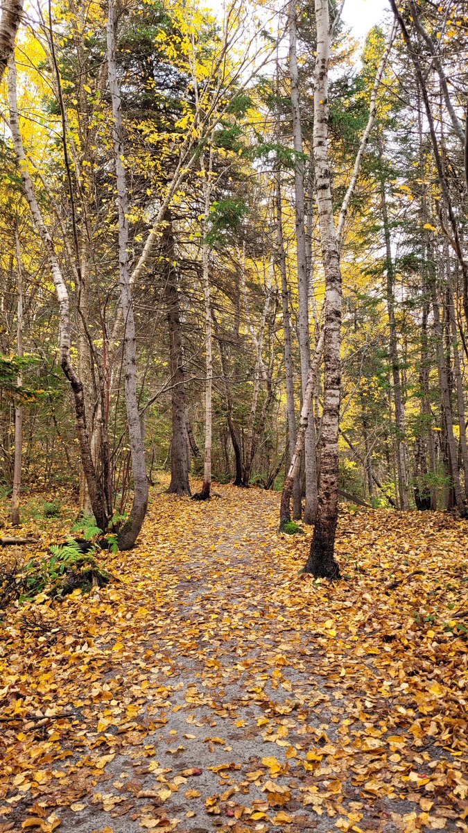 bcb490's tweet image. The colors of fall are simply amazing right now on the west coast. Beautiful on a cloudy or sunny day🍁🍂