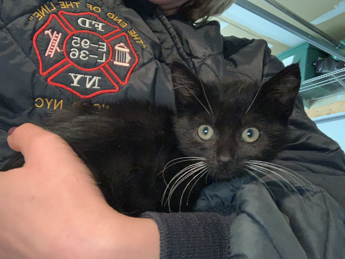 morgan_kneier's tweet photo. I just want my new kittens already 😩😩 #tminus2weeks https://t.co/uHLb1bTSNH