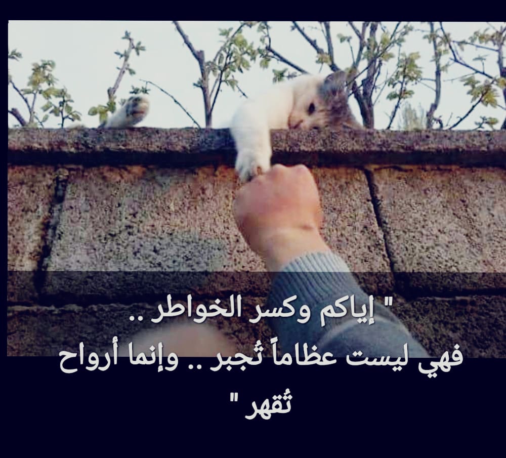 أبو محمد العدني (@fuqmg2gsj0lnvcs) on Twitter photo 