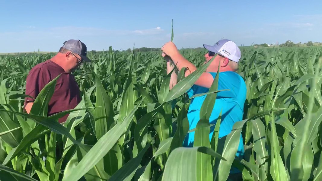 BrevantseedsUS's tweet photo. “I don’t want a racehorse. I want a product that will produce every year. But sometimes they turn into racehorses.” — Greg Keeton, farmer from northwestern Kansas https://t.co/NwL5rbrf1h
