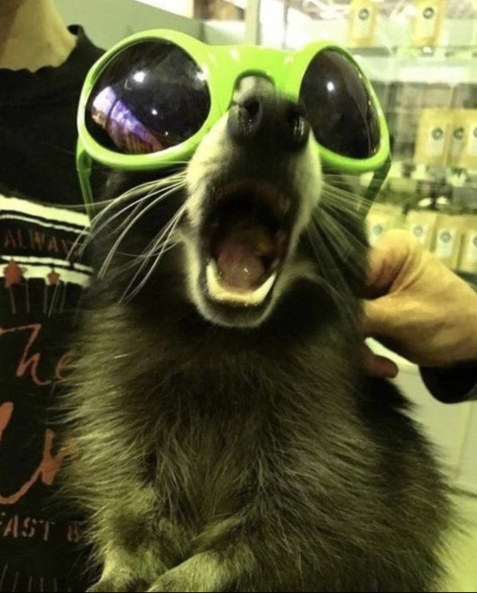 gianadito's tweet photo. no, I will never stop posting raccoon photos. #NHsmc https://t.co/72RoiljUdH
