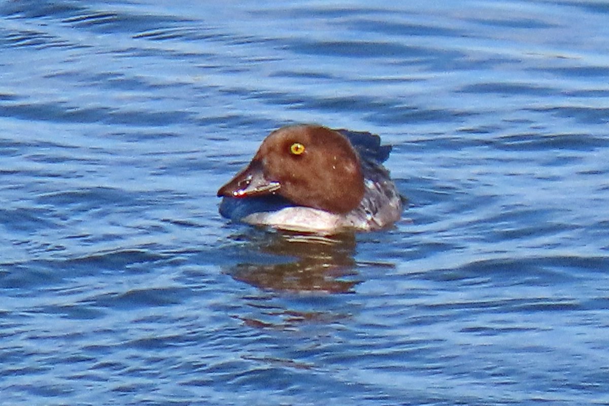 Vogels6's tweet photo. #BirdsSeenin2022

#BRILDUIKER

Gezien 04-10-2022 aan de Grensmaas bij Borgharen-Maastricht

@vogelnieuws @waarneming @sovon @VroegeVogels @Britnatureguide 

#commongoldeneye #bucephalaclangula https://t.co/WbTkLikYMF