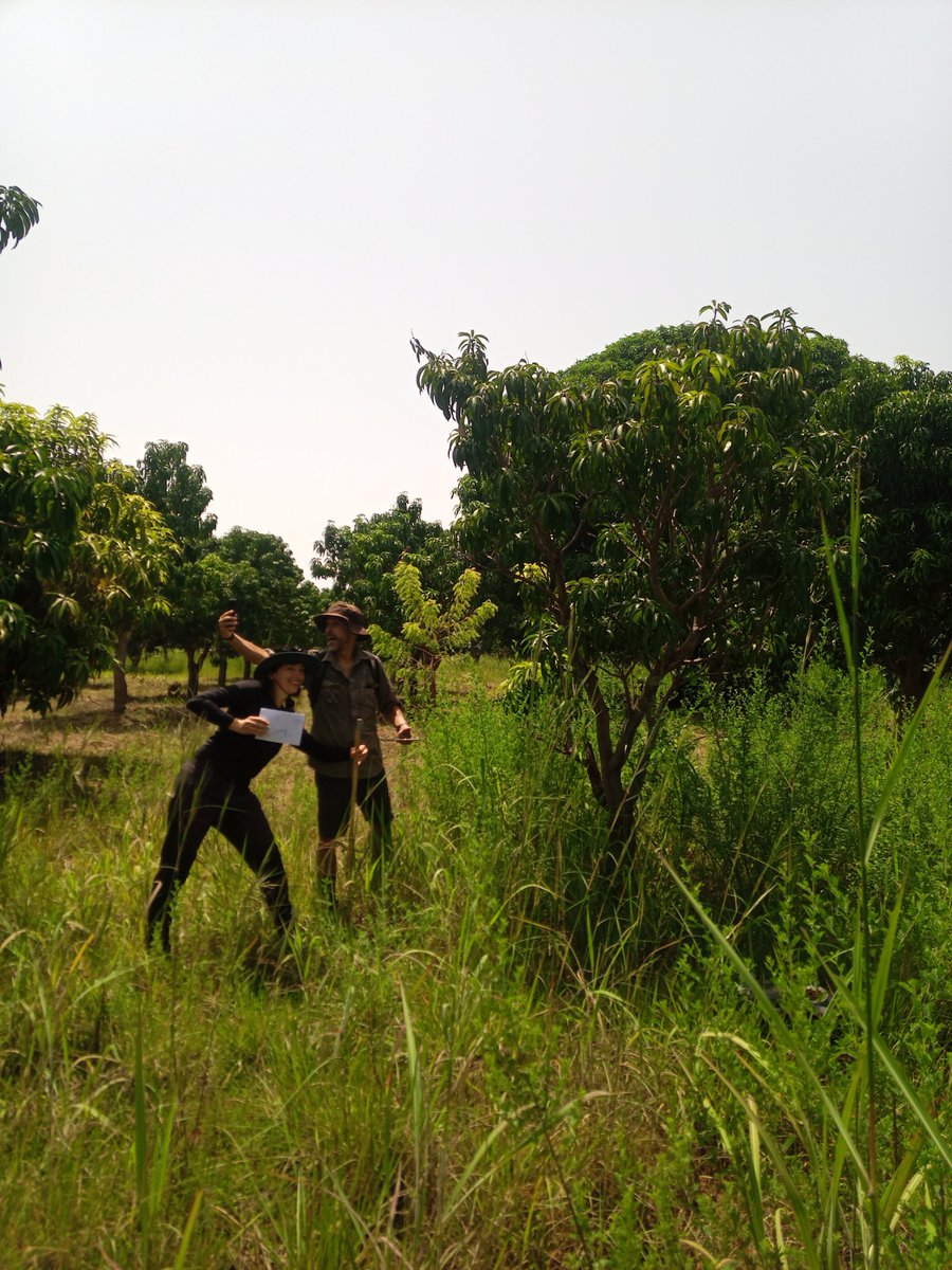 Pedro Cardoso cardosopmb.bsky.social (@cardosopmb) on Twitter photo Today was the day to measure leaf area index and nitrogen content of mango trees. Serious business <a href="/SustInAfrica/">SustInAfrica</a> <a href="/luomus_zoology/">Luomus Zoology</a> <a href="/luomus/">Luomus</a> @LukeFinlandInt Photo by <a href="/Images_1/">#StopGalamseyNow</a> Today was the day to measure leaf area index and nitrogen content of mango trees. Serious business <a href="/SustInAfrica/">SustInAfrica</a> <a href="/luomus_zoology/">Luomus Zoology</a> <a href="/luomus/">Luomus</a> @LukeFinlandInt Photo by <a href="/Images_1/">#StopGalamseyNow</a>