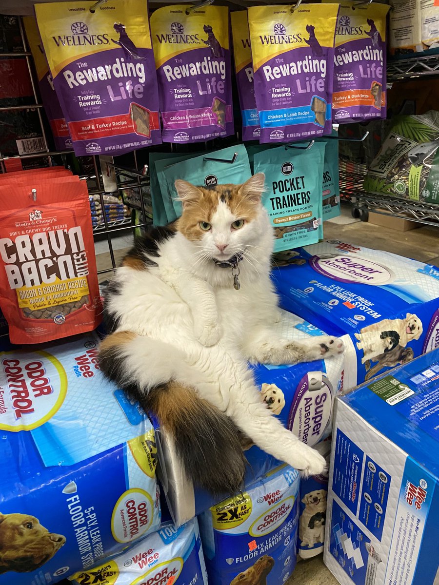 🎃 Baby, I'm A Haunted House 🎃 on Twitter "RT szacharek Pip from the