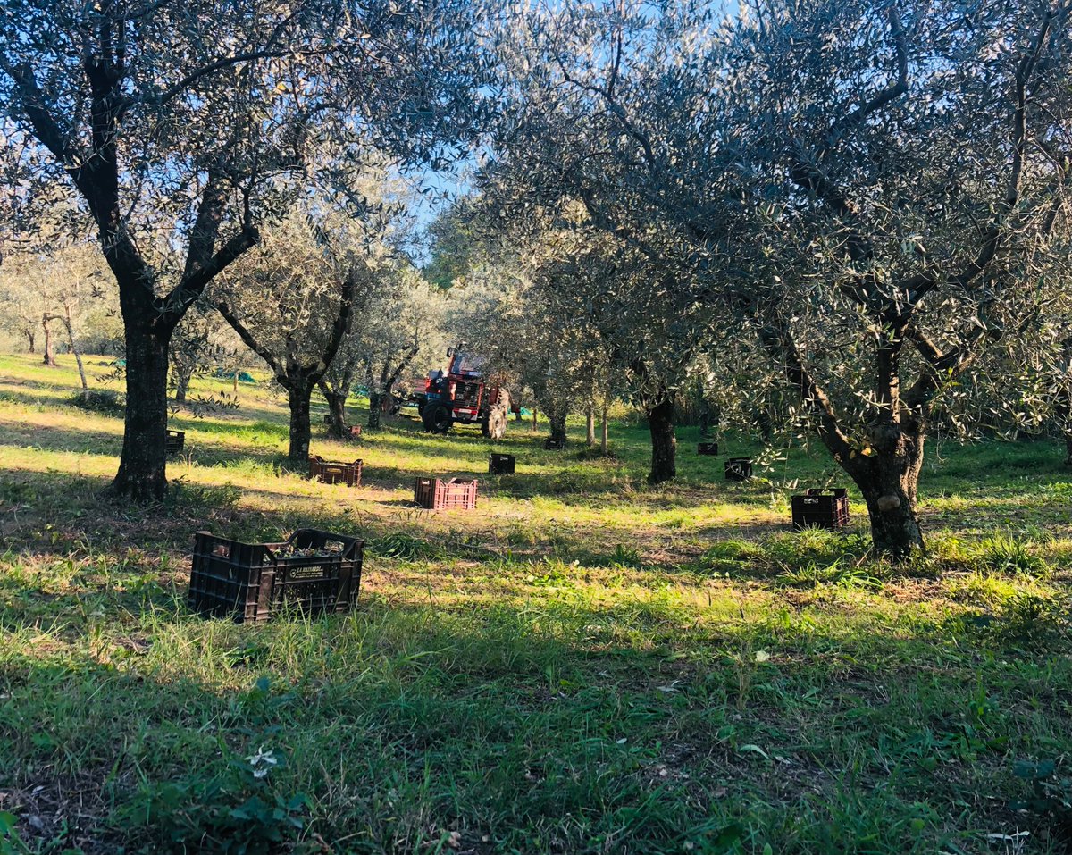 Emiliano Zaccarella (@e_zaccarella) on Twitter photo Back to <a href="/unisiena/">Università di Siena</a> for a guest talk with the best syntacticians around last week. October routine now picking olives on my parents' farm, the real C-Commanders. Back to <a href="/unisiena/">Università di Siena</a> for a guest talk with the best syntacticians around last week. October routine now picking olives on my parents' farm, the real C-Commanders.