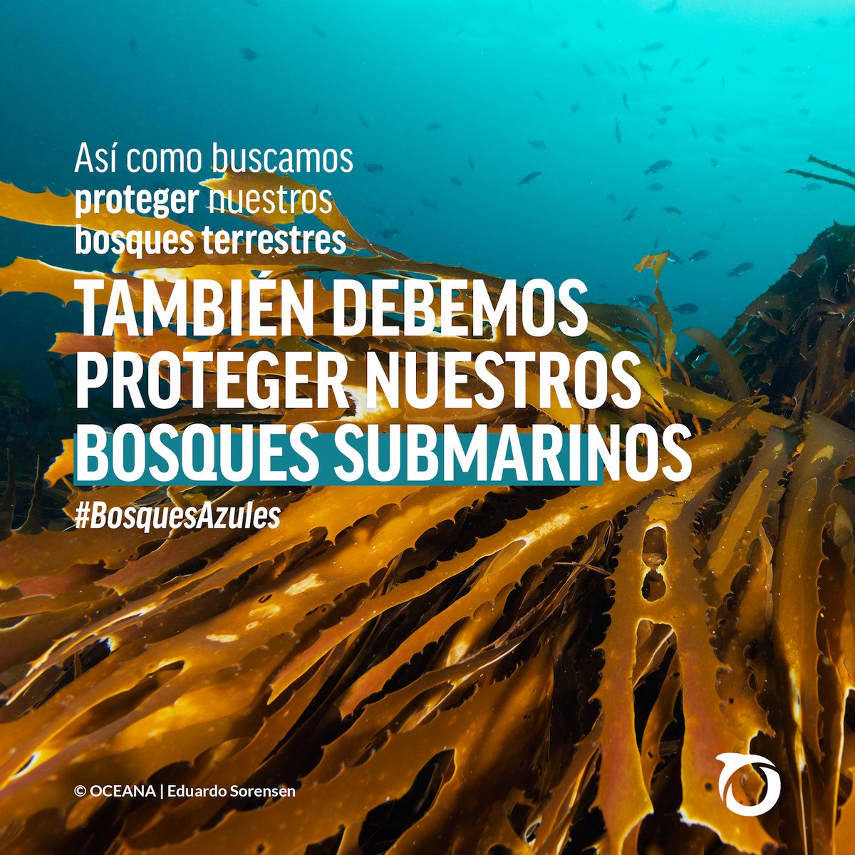 Oceana en Chile tweet media