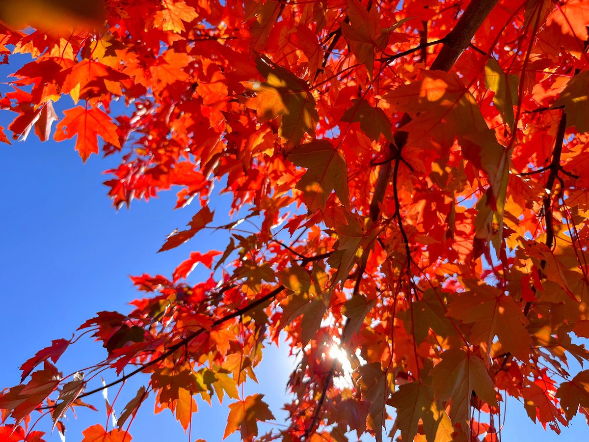 Looking forward to announcing a tenure track librarian search in the near future at my library...in anticipation of that, here are photos of the amazing fall foliage we have going on this time of year 🍁🍁🍁 #LibraryJobs #NEPAFall