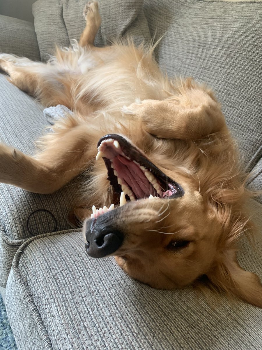 aliware_'s tweet photo. @idiotpeach Milo smiles :D https://t.co/vaxYZY3RMp