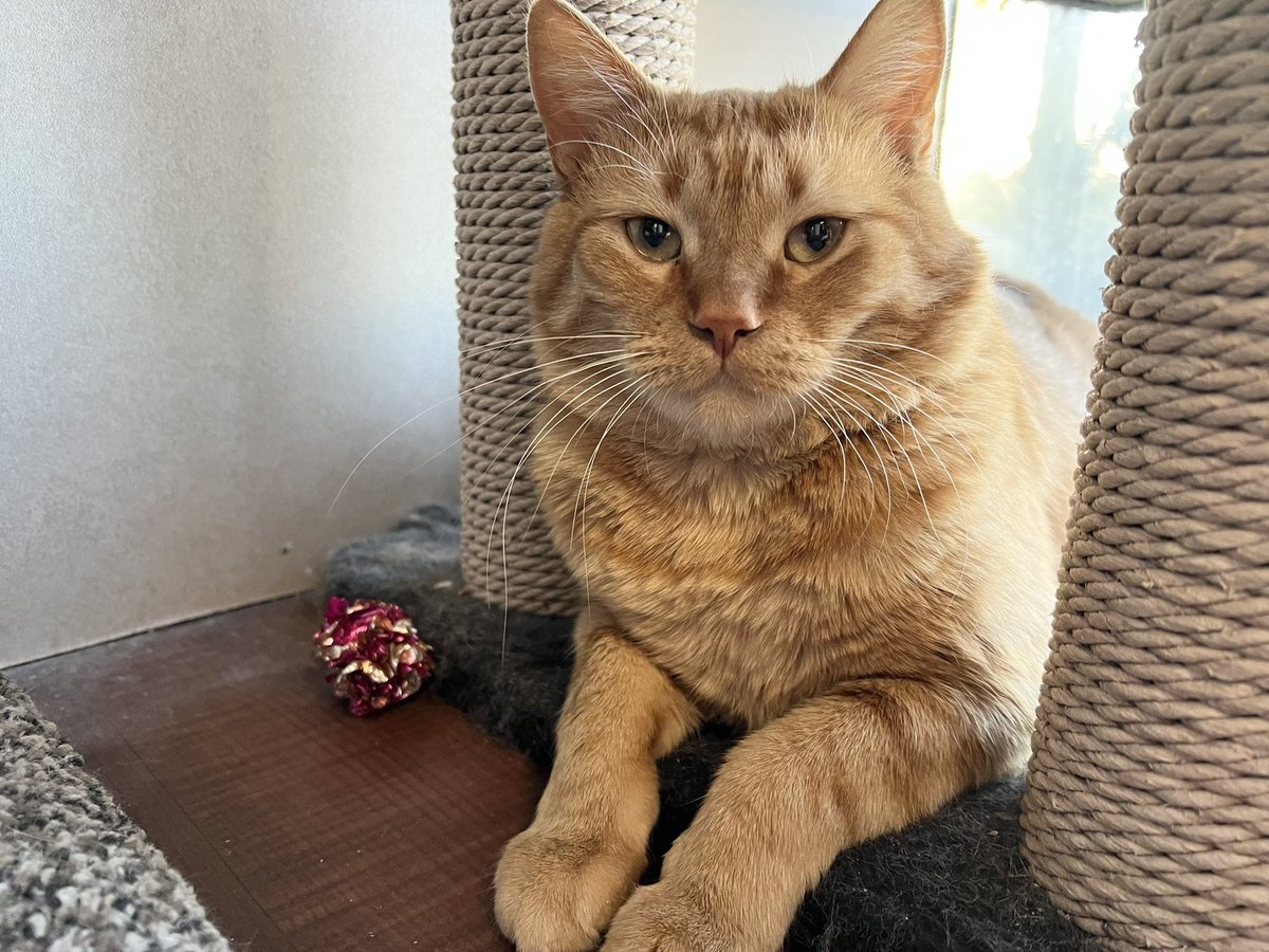 SAFE Team Rescue tweet media