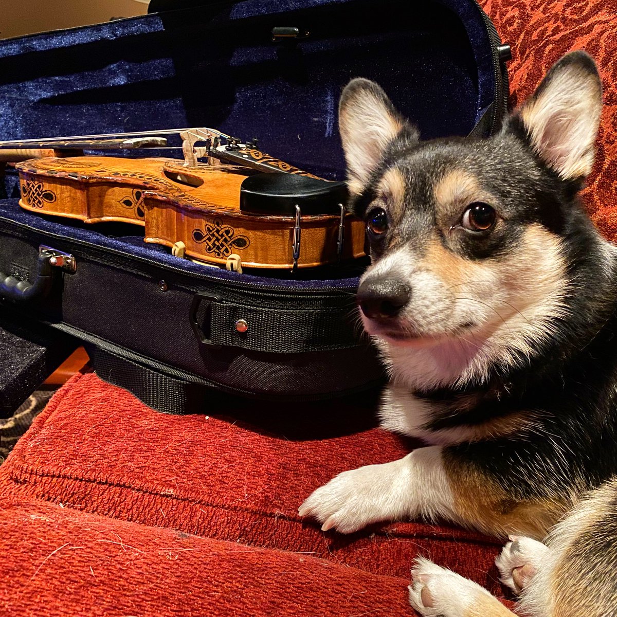 jess_violin_'s tweet photo. Luna’s new pal - she always comes and lays by my feet while I’m practicing. I couldn’t have asked for a better studio pup ♥️
#corgipuppies #dogoftheday #corginstagram #instacorgi #corgioftheday #instadog #puppies #doggo #doglover #doglovers #corgismile #corgidog #studiopup https://t.co/QvHA2rskwl