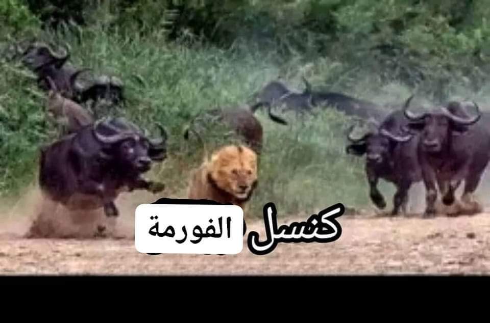 Cs_Sarcasm's tweet photo. طبق البيض ٩٠ج
كيلو الشوفان ٥٠ج https://t.co/zLRQ0mBAMV