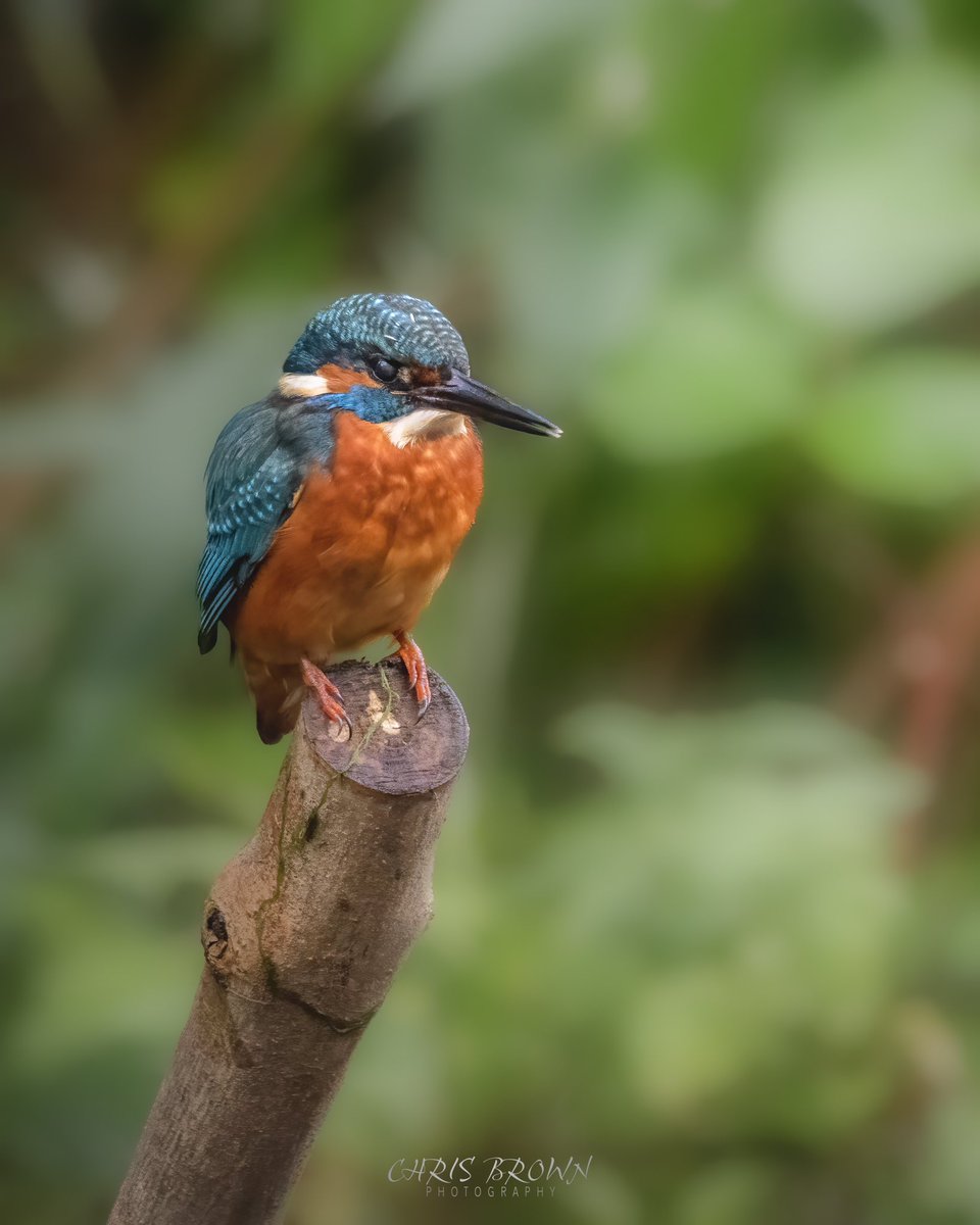chrisbrownraw's tweet photo. Always love a sighting of a kingfisher. Seeing those flashes of colour fly right by you 

#wexmondays #APpicoftheweek #fsprintmonday #ShareMondays2022 https://t.co/VSl9neOjB8
