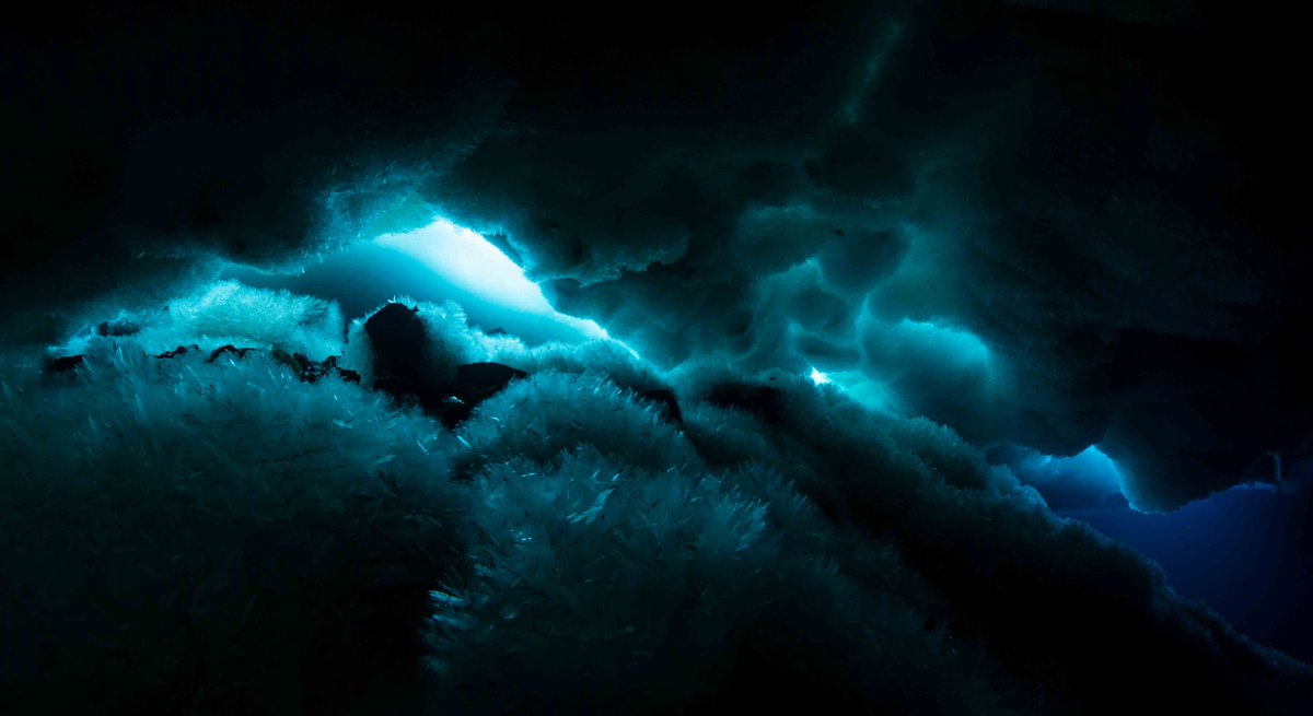 Dr. Rowan McLachlan (@rowanmclachlan2) on Twitter photo Diving under the ice in #Antarctica is an almost indescribable experience. Words and photos do not do justice to the beauty of the lighting down there. On this dive we collected bryozoans for a pilot study on trophic carbon pathways <a href="/ColdDarkBenthos/">Thurber Lab @ OSU</a> Diving under the ice in #Antarctica is an almost indescribable experience. Words and photos do not do justice to the beauty of the lighting down there. On this dive we collected bryozoans for a pilot study on trophic carbon pathways <a href="/ColdDarkBenthos/">Thurber Lab @ OSU</a>