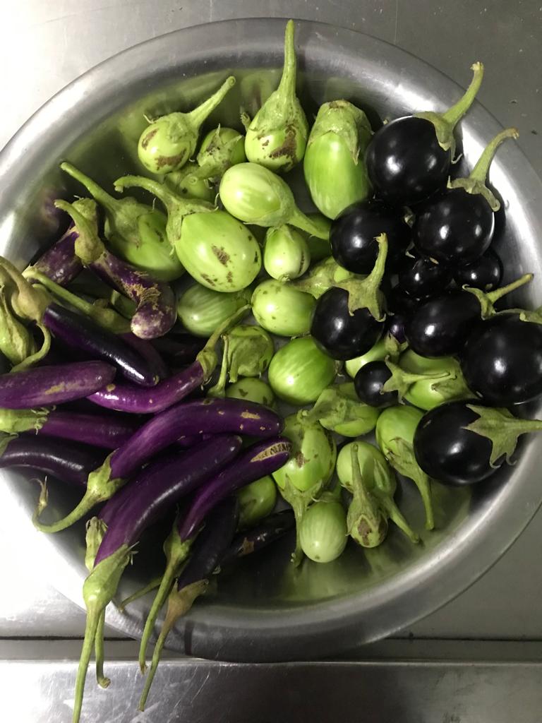 Our first eggplant harvest has arrived!!🍆
Does anyone have an amazing eggplant recipe that they would like to share with us?

#sustainablegardening #eggplant #eggplantrecipes #hopenow #sustainableliving